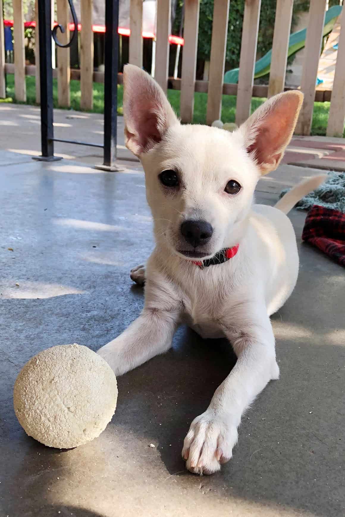 small dog adoption albuquerque