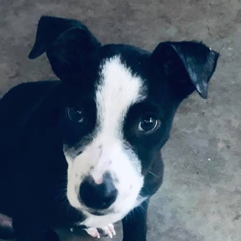 Jeffrey