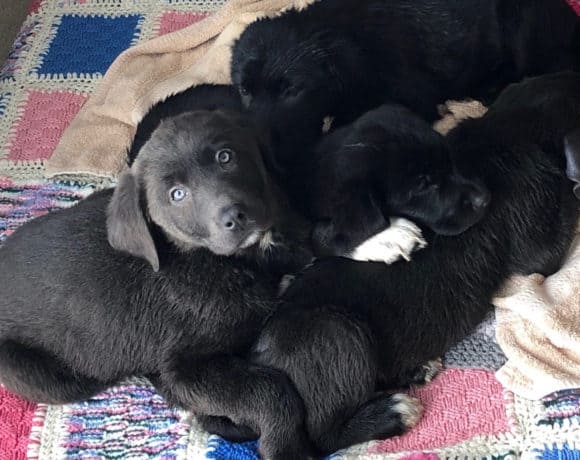 Lab Puppies – 12 wks