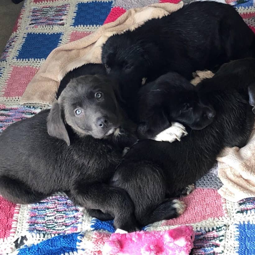 Lab Puppies – 12 wks