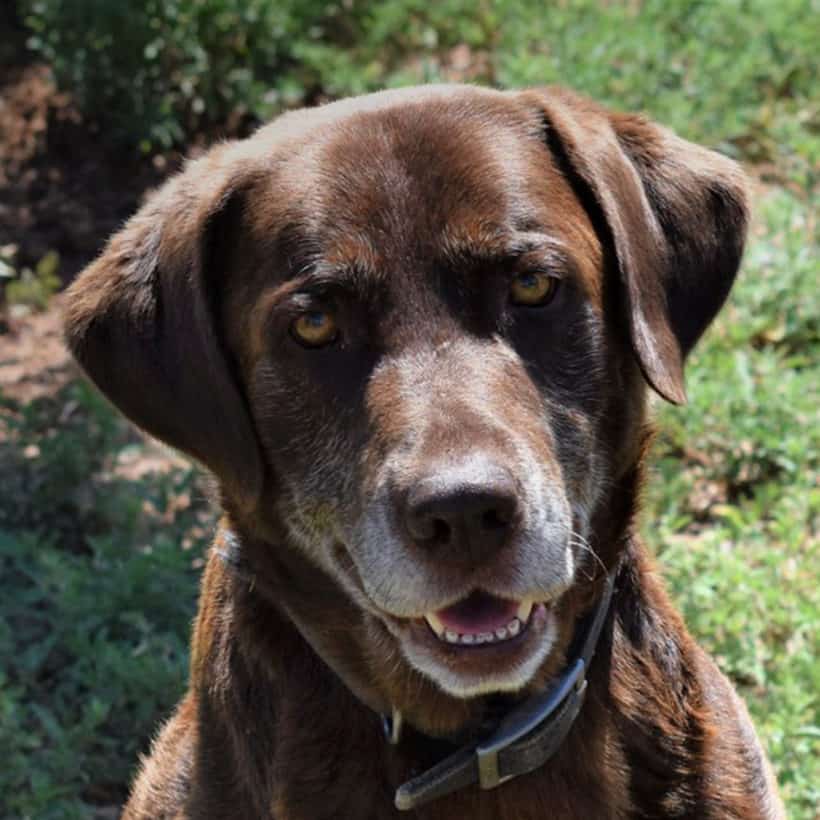 Chief - Argos, A Shelter Dog Rescue