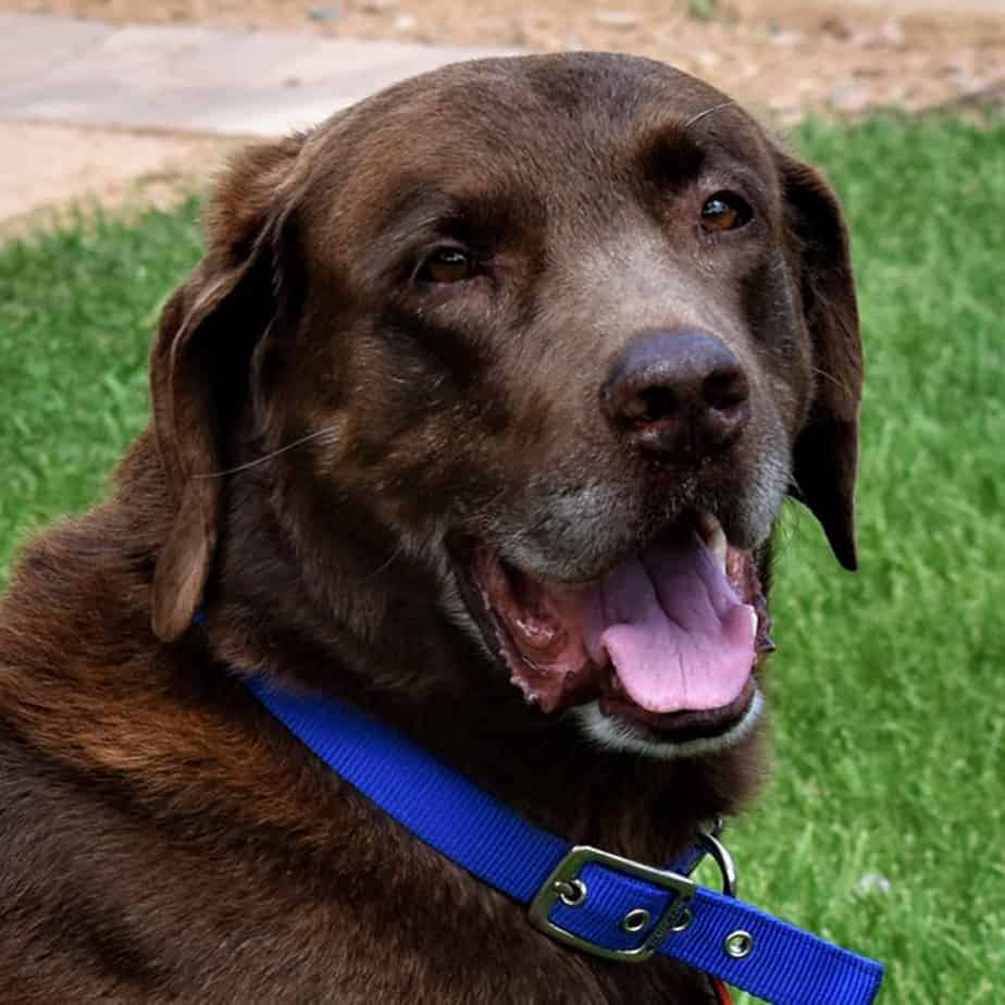 Toby - Argos, A Shelter Dog Rescue
