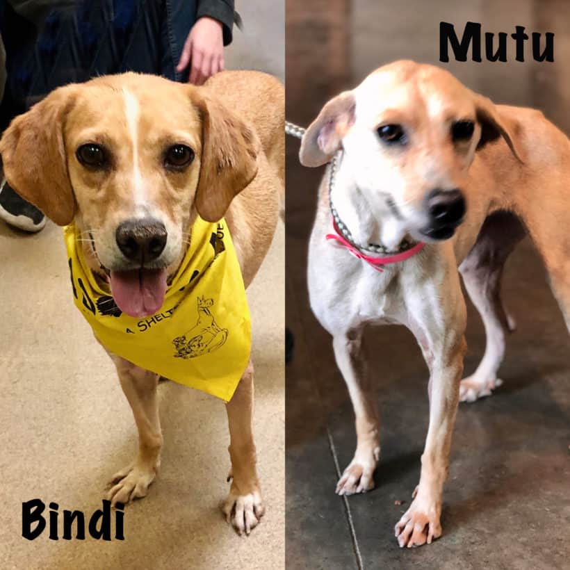 Bindi & Mutu