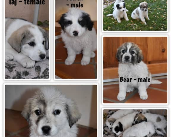 Pyrenees Puppies