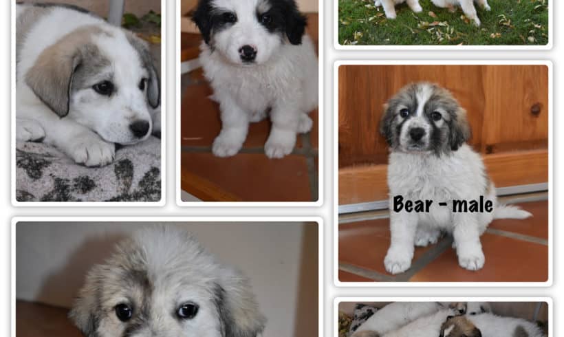 Pyrenees Puppies