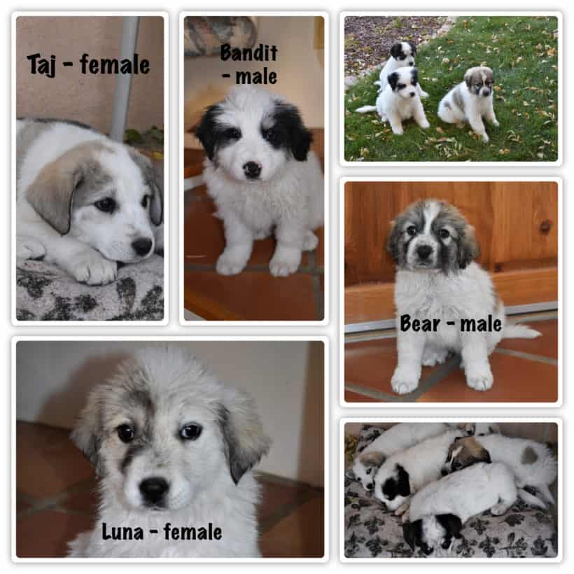 Pyrenees Puppies