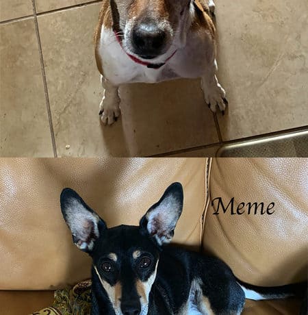 Buster & Meme