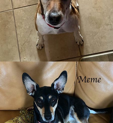 Buster & Meme