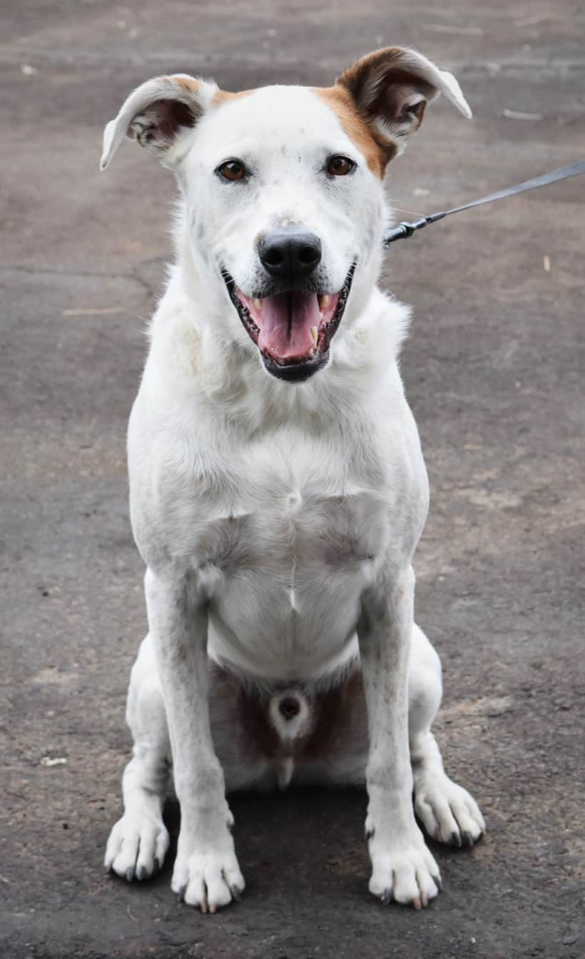 Cody - Argos, A Shelter Dog Rescue