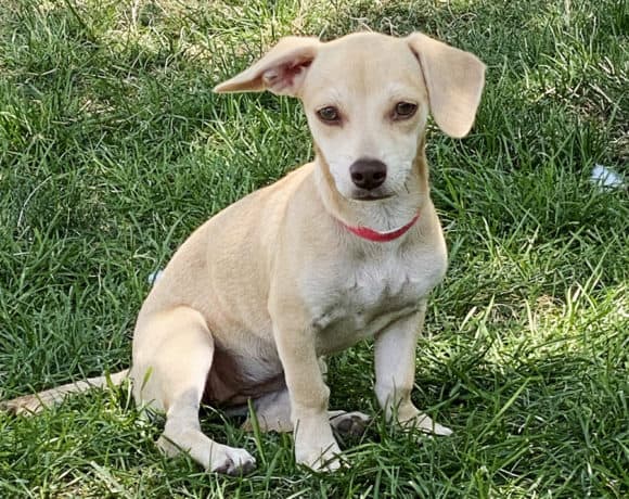 Ice Cream Chiweenies