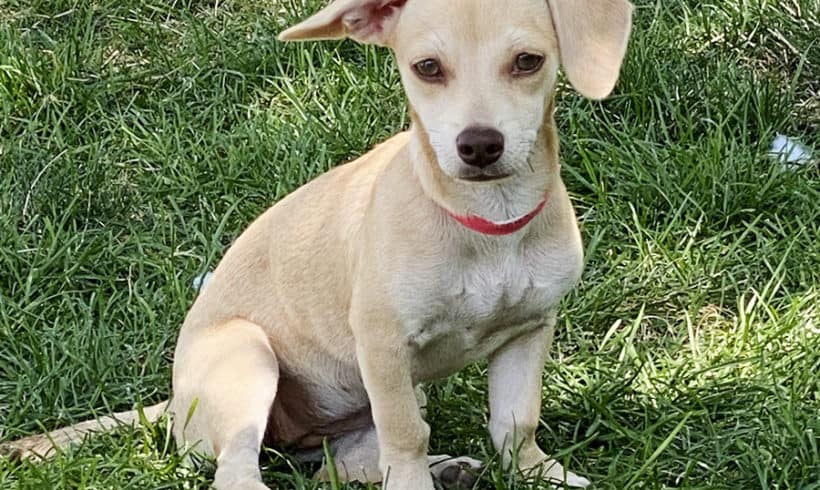 Ice Cream Chiweenies