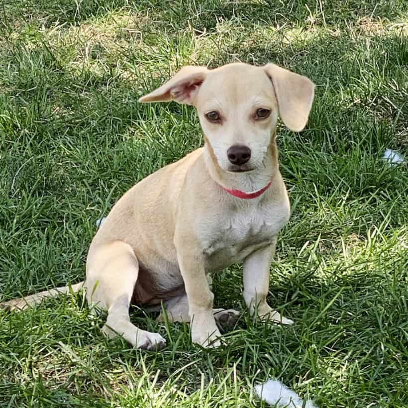 Ice Cream Chiweenies