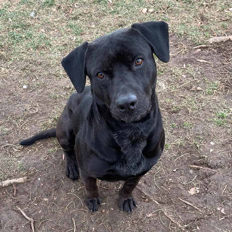 Smitty – Argos, A Shelter Dog Rescue