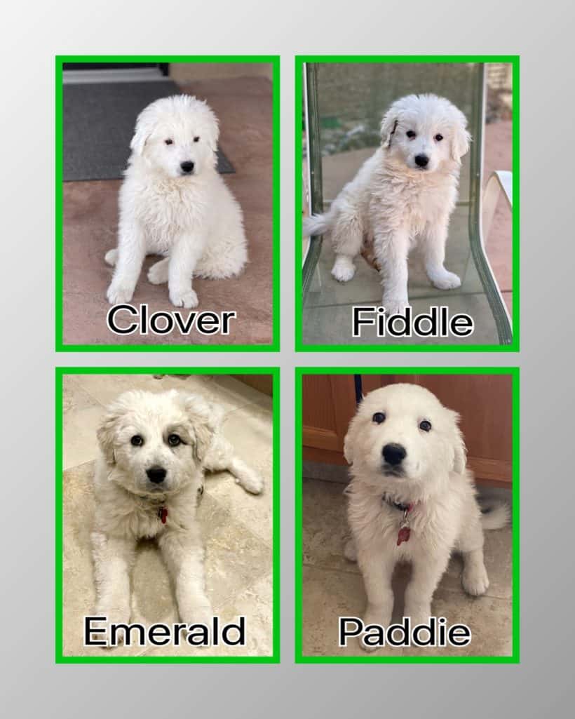 Pyrenees Puppies