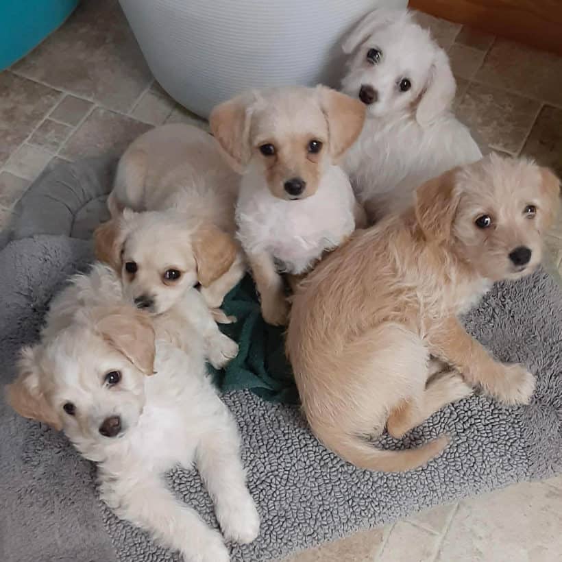 Mellow’s Puppies