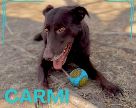 Carmi