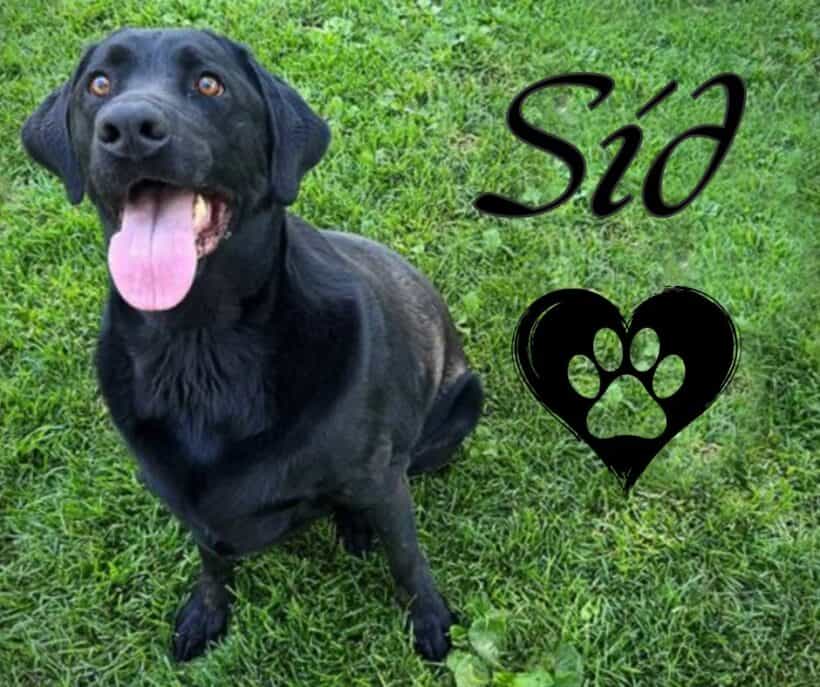 Sid