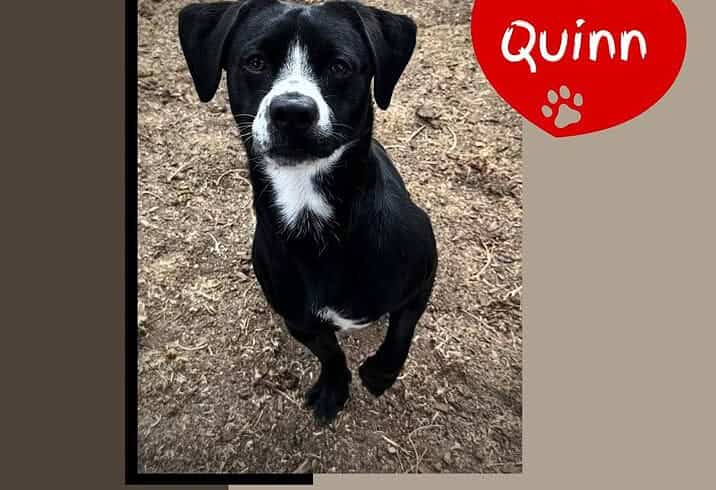 Quinn Quinn