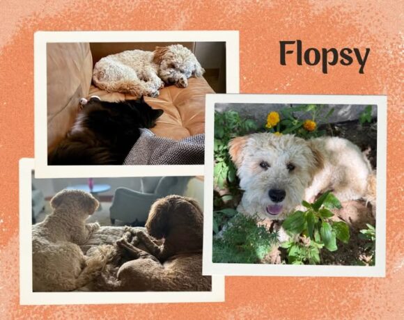 Flopsy
