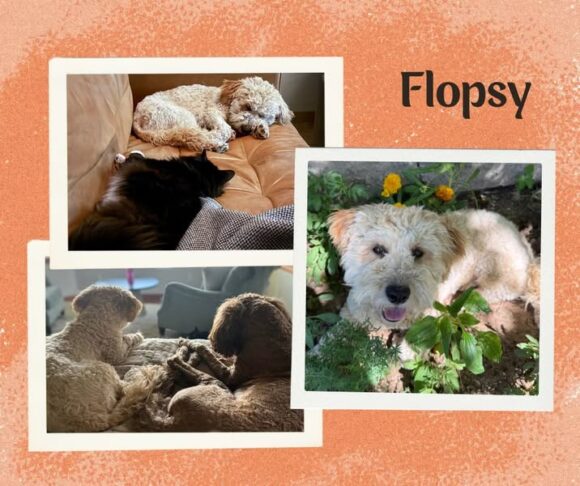 Flopsy – Pending Adoption by Foster
