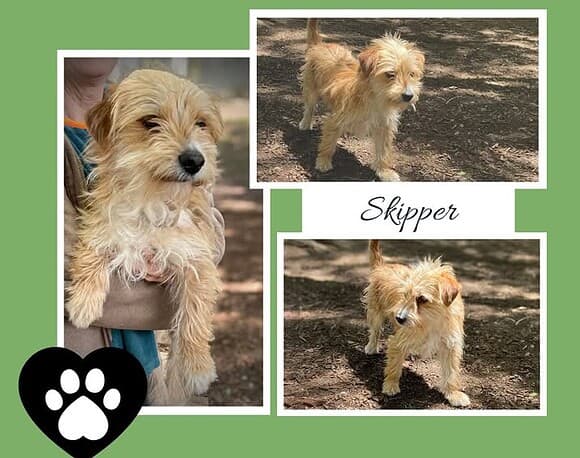 Skipper – Pending Adoption