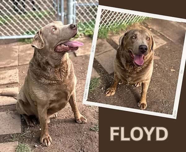 Floyd