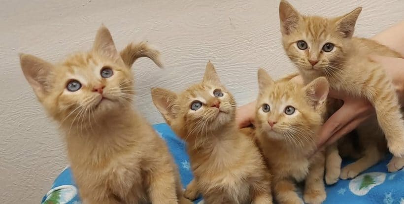 Kittens