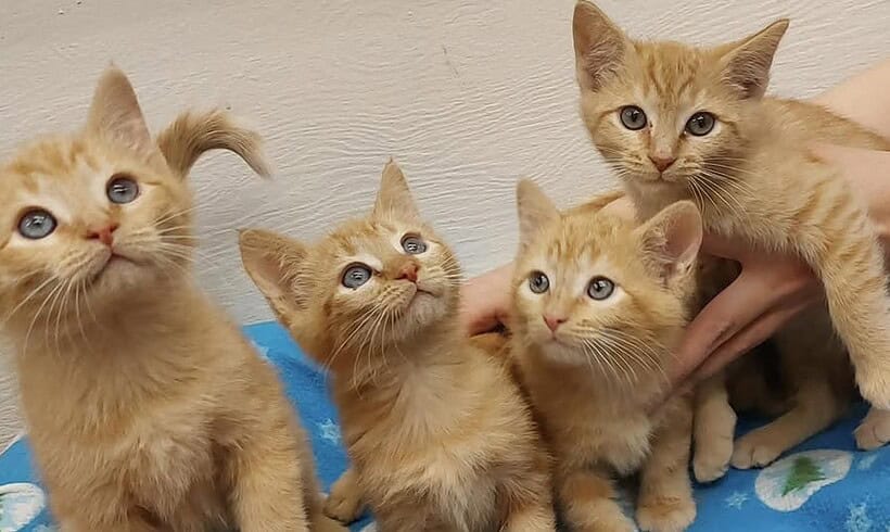 Kittens