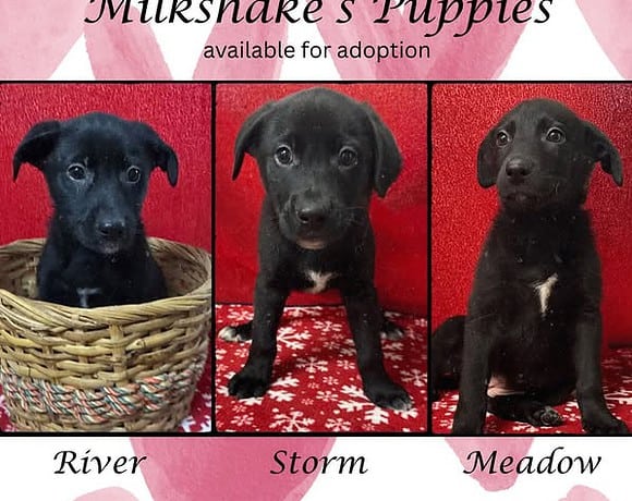 Milkshake’s Puppies