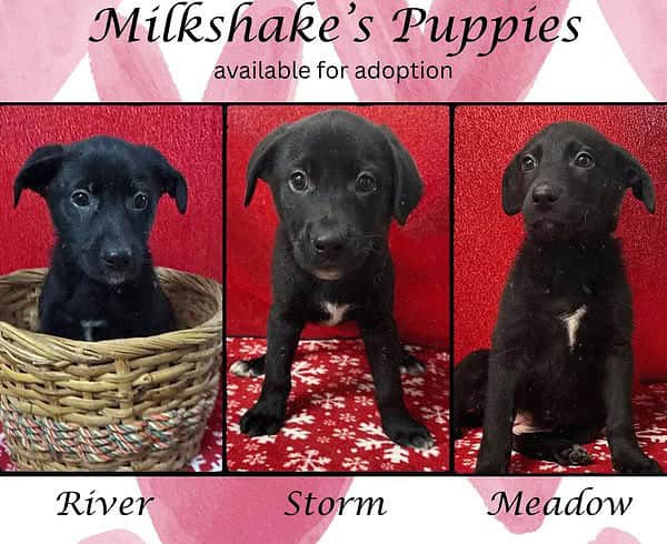 Milkshake’s Puppies