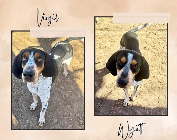 Virgil & Wyatt Virgil & Wyatt