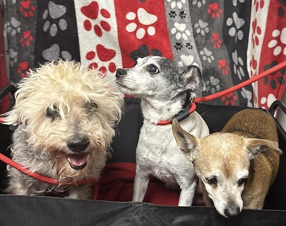 Oliver, Daisy, & Rocky