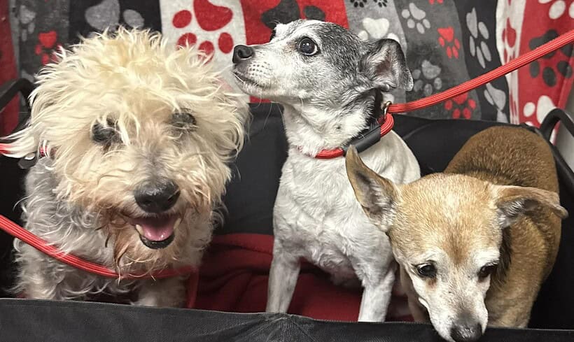 Oliver, Daisy, & Rocky