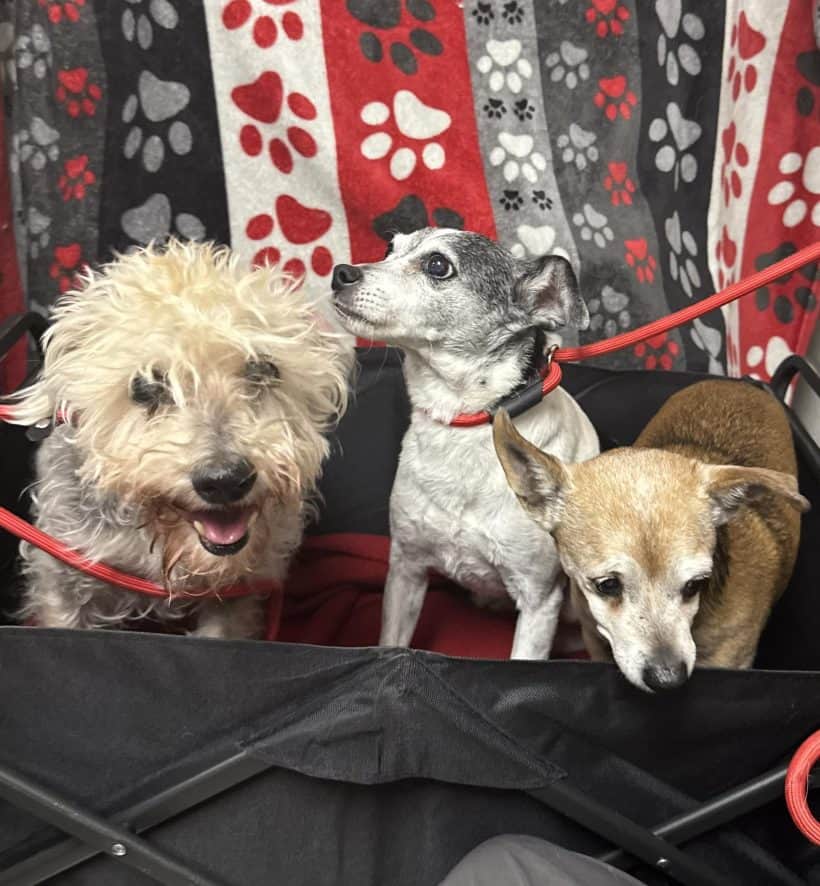 Oliver, Daisy, & Rocky