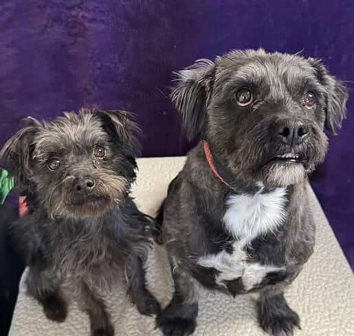 Button and Hank