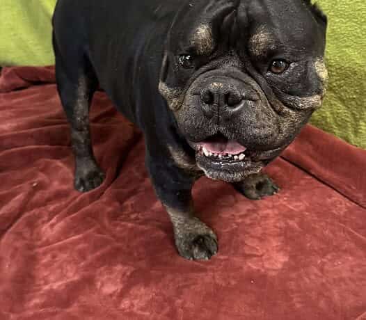 Ham Bone – Pending Adoption