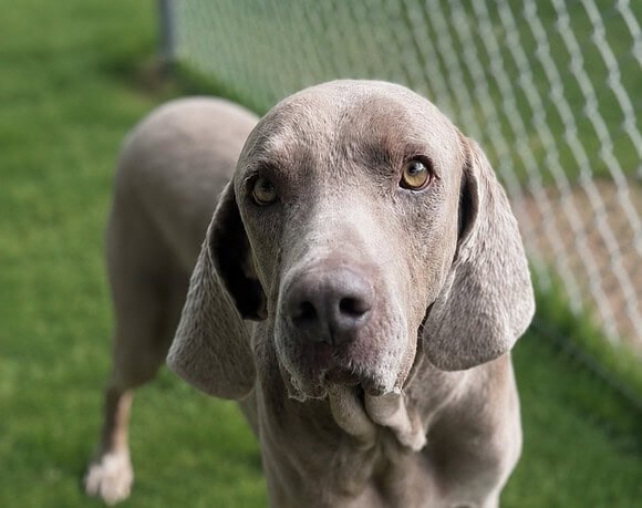 Sam – Adoption Pending