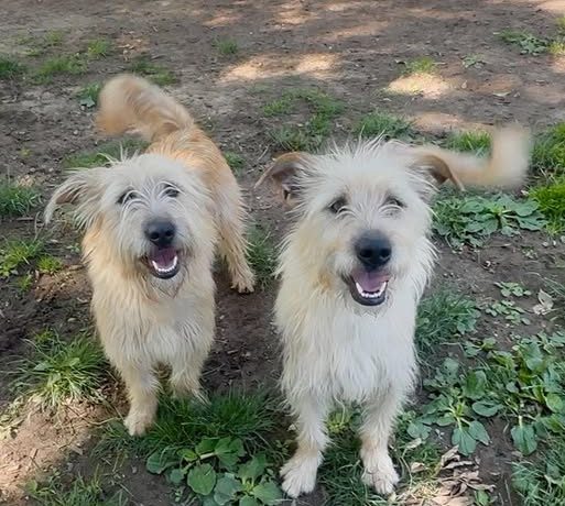 Ginny & Georgia