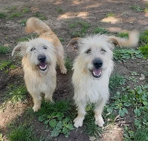 Ginny & Georgia Ginny & Georgia