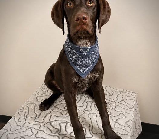 Logan