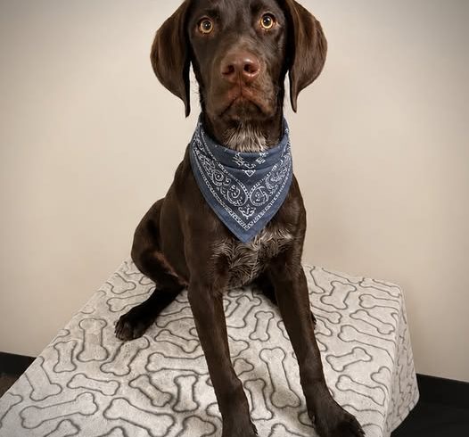 Logan