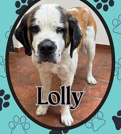 Lolly