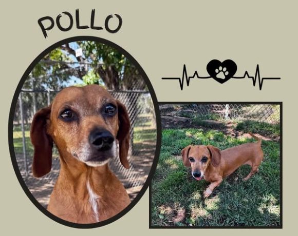 Pollo