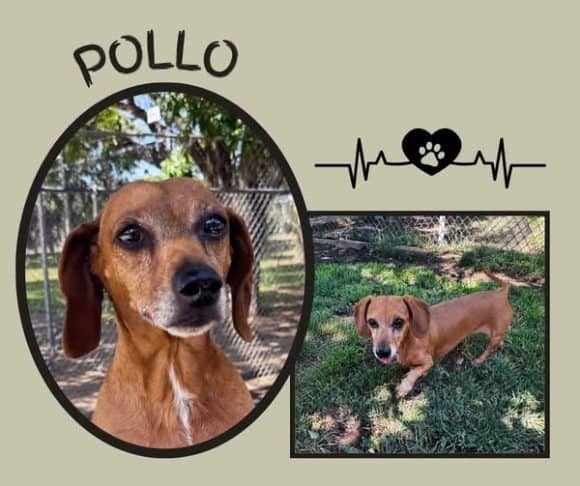 Pollo
