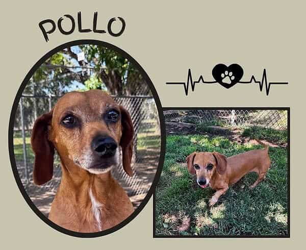 Pollo