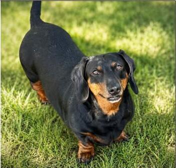 Rollo