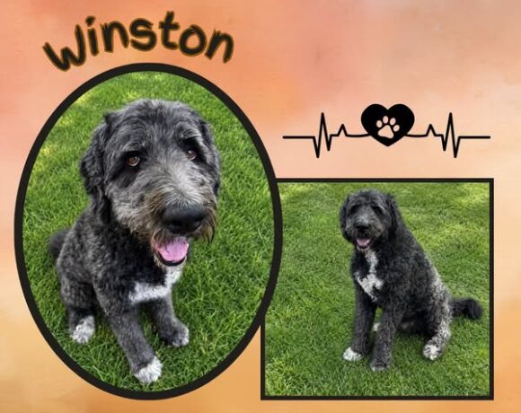 Winston