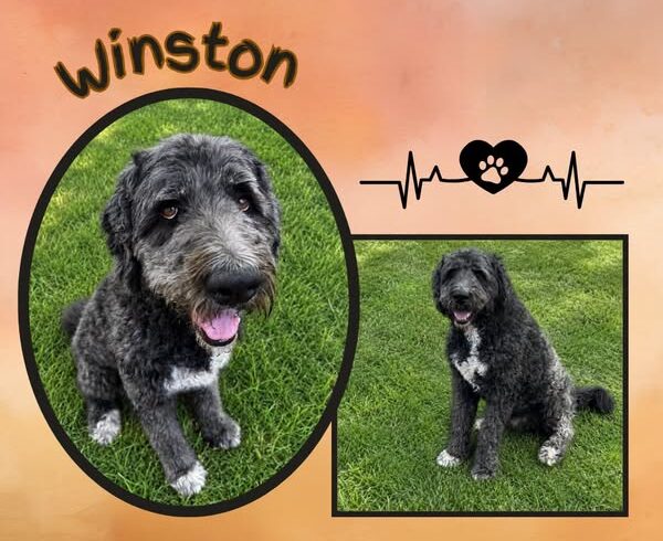 Winston