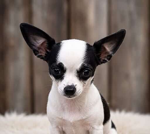 Mini Moo