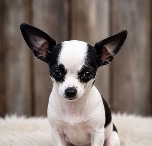 Mini Moo Mini Moo